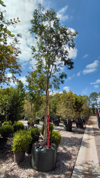 Melaleuca Quinquenervia