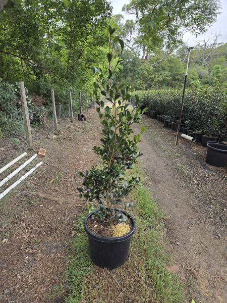 Camellia Sasanqua ‘Setsugekka’