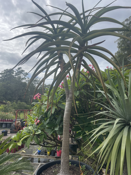 Aloidendron Barberae (Tree Aloe)