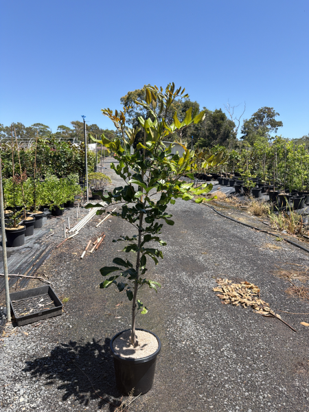 Cupaniopsis Anacardioides 'Tuckeroo'