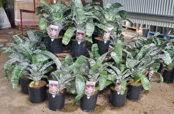 Aechmea fasciata ‘Pink Vase’ (Urn Plant)