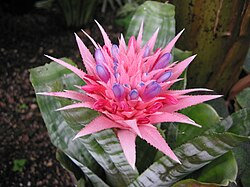 Aechmea fasciata ‘Pink Vase’ (Urn Plant)