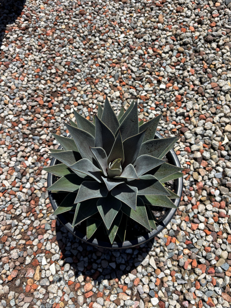 Mangave ‘Lavender Lady’ (Mangave)