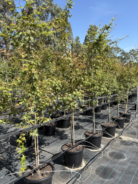 Acer Palmatum 'Japanese Maple'