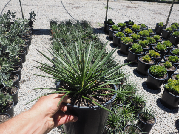 Agave Geminiflora (Twin-Flowered Agave)