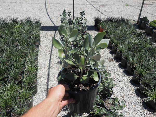 Kalanchoe Hildebrandtii (Silver Spoon)