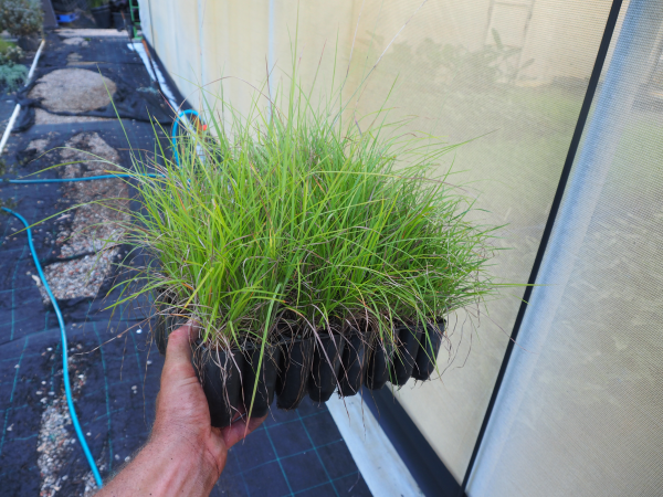 Themeda triandra (Kangaroo Grass)