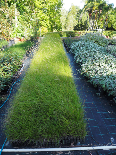 Themeda triandra (Kangaroo Grass)