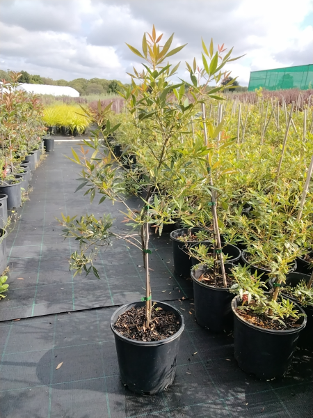 Ceratopetalum Gummiferum ‘Alberys Red’ (Alberys Red Christmas Bush)