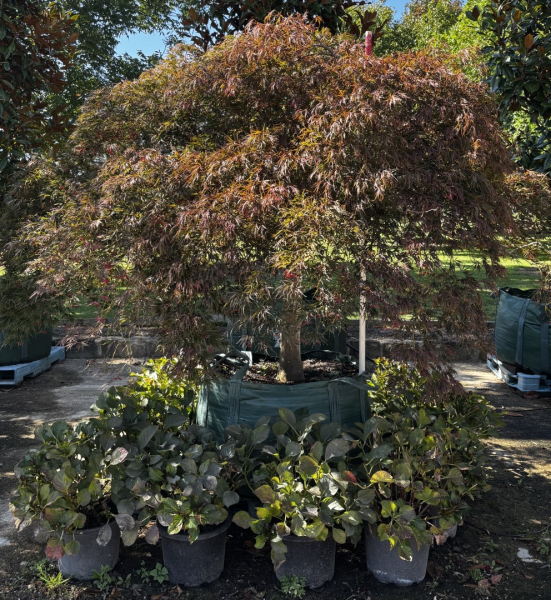 Acer Palmatum ‘ Dissectum Atropurpureum’ (weeping)