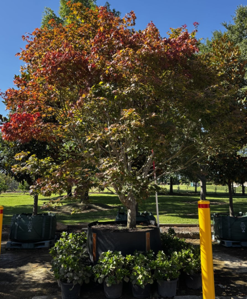 Acer Palmatum Atropurpureum (Purple Japanese Maple)