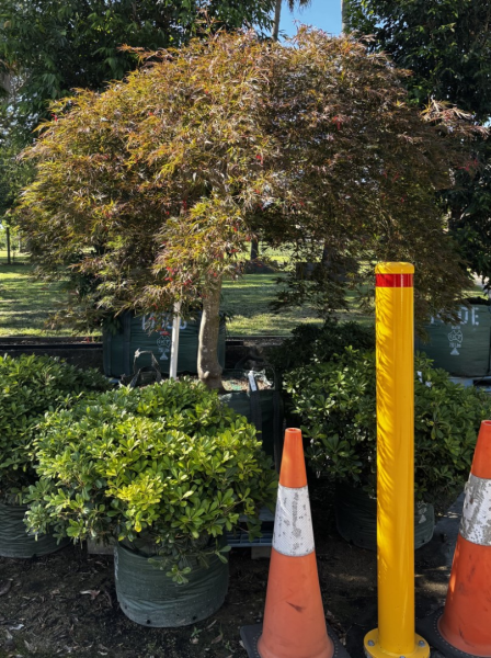 Acer Palmatum ‘ Dissectum Atropurpureum’ (weeping)