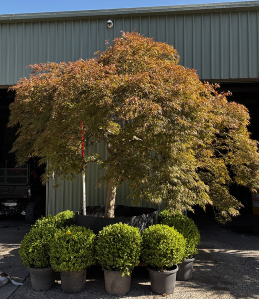 Acer Palmatum ‘ Dissectum Atropurpureum’ (weeping)