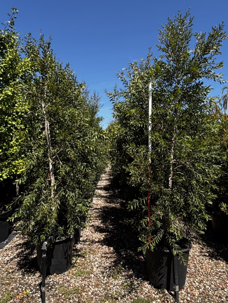 Melaleuca Quinquenervia