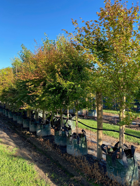 Acer Palmatum 'Japanese Maple'