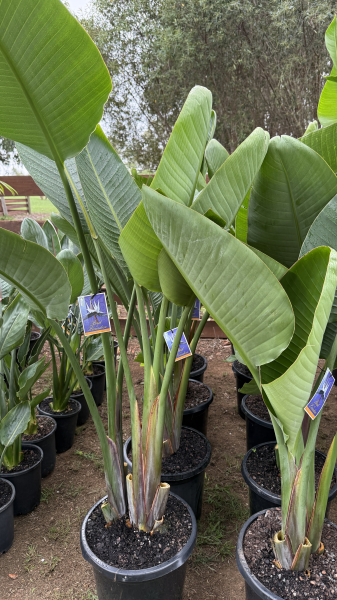 Strelitzia Nicolai (Giant Bird of Paradise)