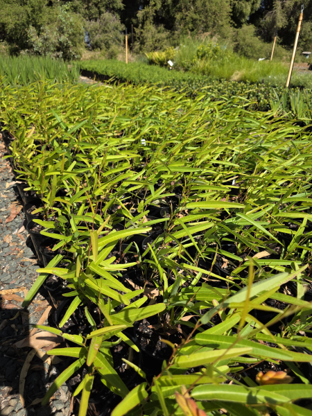 Hardenbergia Violacea 'Meema'