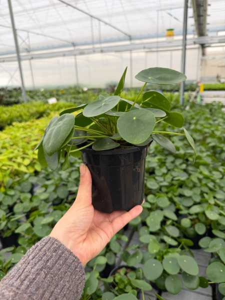 Pilea Peperomioides (Chinese Money Plant)