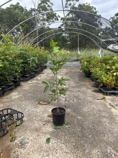 Cupaniopsis Anacardioides 'Tuckeroo'