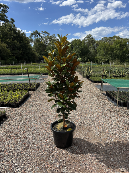 Magnolia Grandiflora 'Teddy Bear'