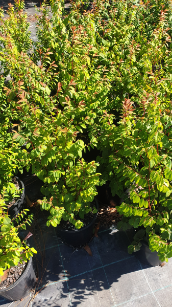 Breynia Oblongifolia