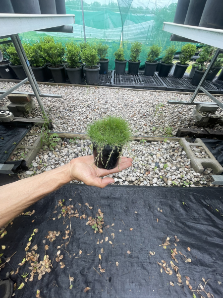 Zoysia Tenuifolia (No Mow Grass)