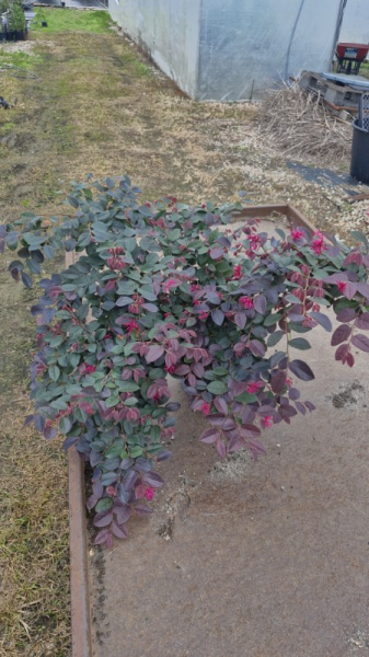 Loropetalum chinense ‘Plum Gorgeous’ (Chinese Fringe Flower ‘Plum Gorgeous’)