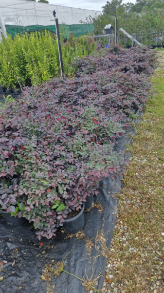 Loropetalum chinense ‘Plum Gorgeous’ (Chinese Fringe Flower ‘Plum Gorgeous’)