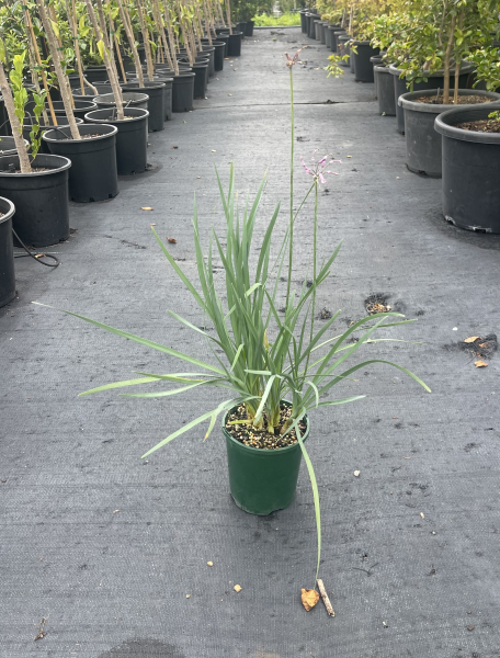 Tulbaghia Violacea (Society Garlic)