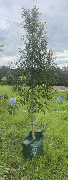 Waterhousea Floribunda (Weeping Lilly Pilly)
