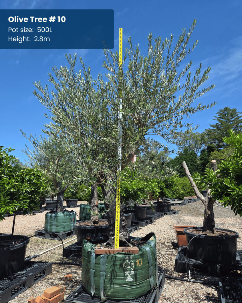Olea Europaea (Olive)