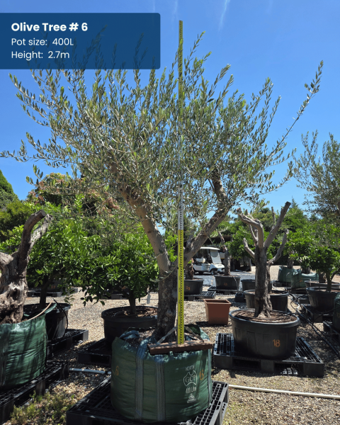 Olea Europaea (Olive)