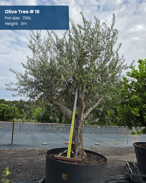 Olea Europaea (Olive)