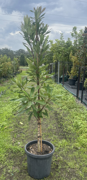 Tristaniopsis Laurina (Water Gum)
