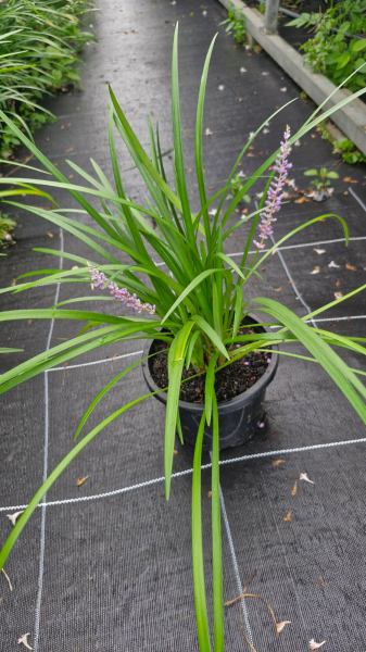 Liriope Muscari (Evergreen Giant)