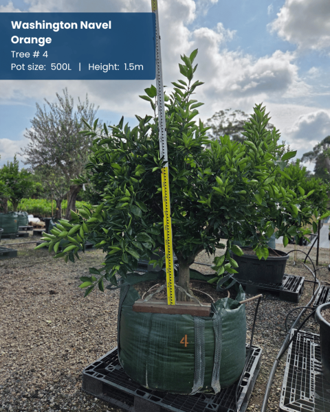 Citrus Sinensis ‘Washington Navel’ (Orange) Grafted