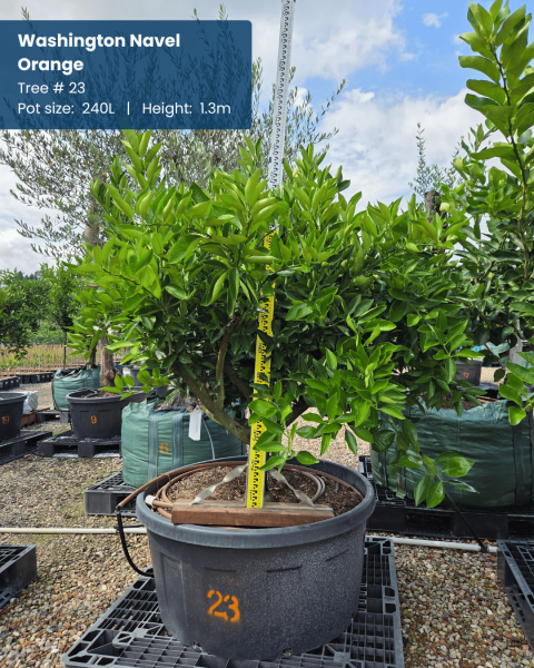 Citrus Sinensis ‘Washington Navel’ (Orange) Grafted