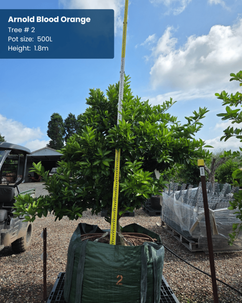 Citrus sinensis 'Arnold Blood' (Grafted) (Arnold Blood Orange)