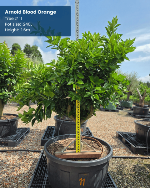 Citrus sinensis 'Arnold Blood' (Grafted) (Arnold Blood Orange)
