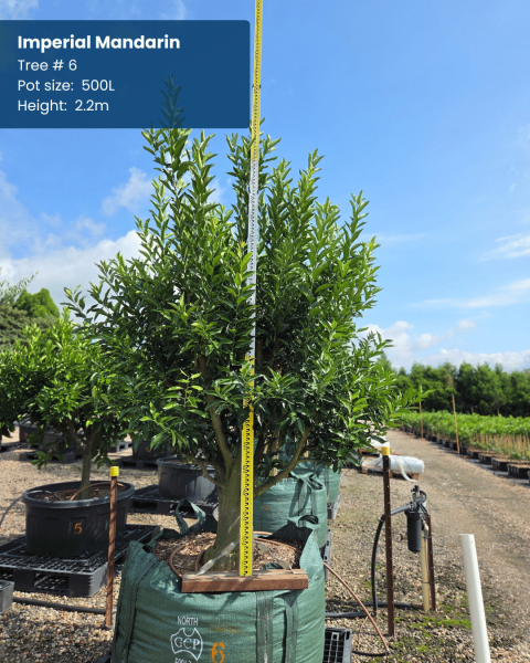 Citrus Reticulata 'Imperial' (Imperial Mandarin) GRAFTED