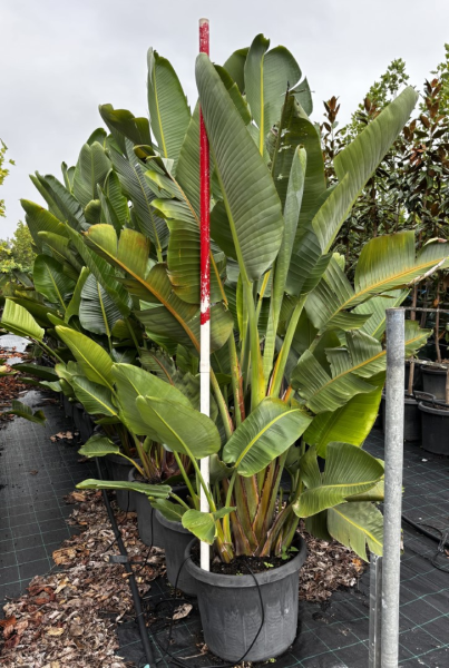 Strelitzia Nicolai (Giant Bird of Paradise)