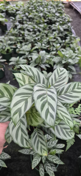 Calathea Freddie (Freddie)