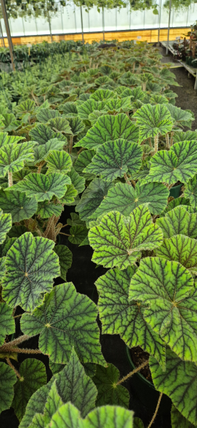 Begonia Incarnata (Felted Begonia)