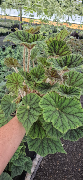 Begonia Incarnata (Felted Begonia)