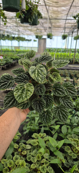 Peperomia Caperata 'Variegata' (Variegated Ripple Peperomia)