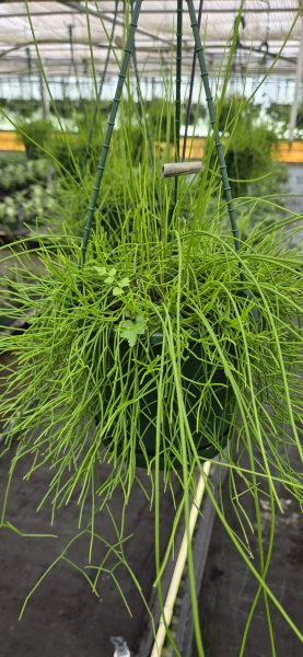 Rhipsalis Campos-Portoana (Mistletoe Cactus) Hanging Basket