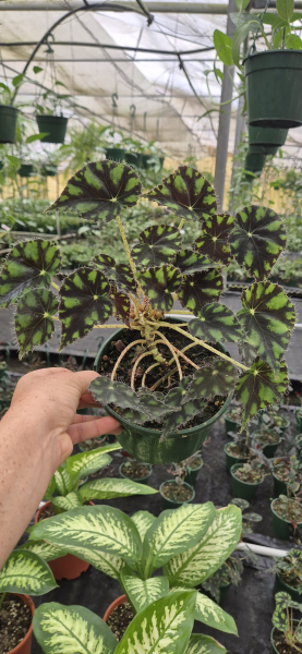 Begonia 'Tiger Paws'