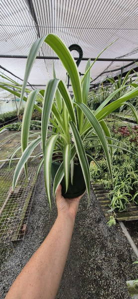 Chlorophytum Comosum 'Hanging Basket'