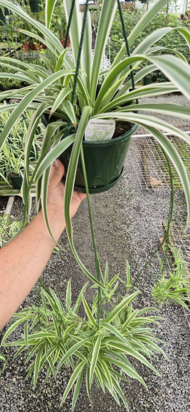 Chlorophytum Comosum 'Hanging Basket'