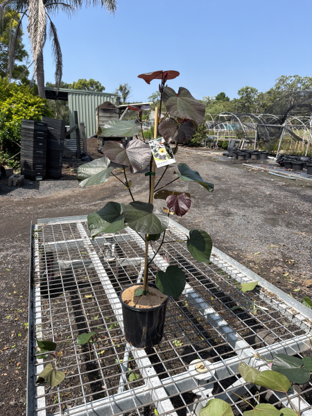 Hibiscus Tiliaceus ‘Rubra’ (Syn. Talipariti) (Rubra Cottonwood Hibiscus)